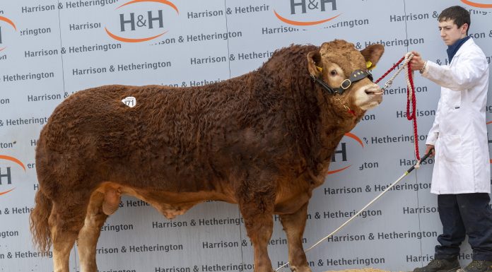 POINTHOUSE PAUL LEADS CARLISLE TRADE AT 42,000GNS