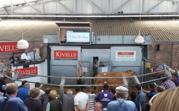 SOUTH WEST LIMOUSIN SPRING SALE