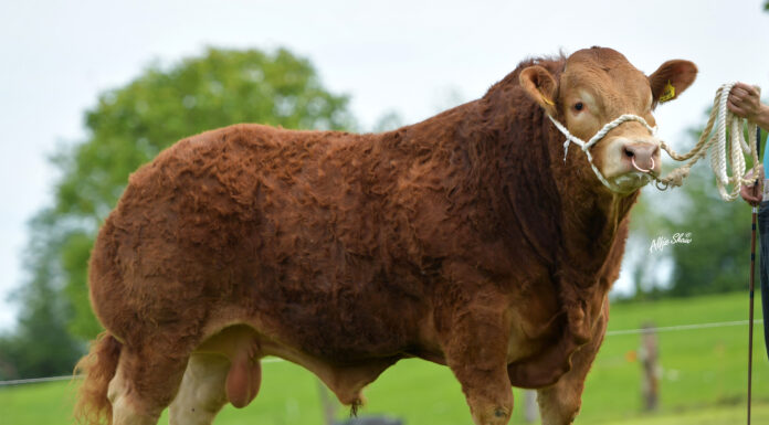 Press Release from the Northern Ireland Limousin Cattle Club