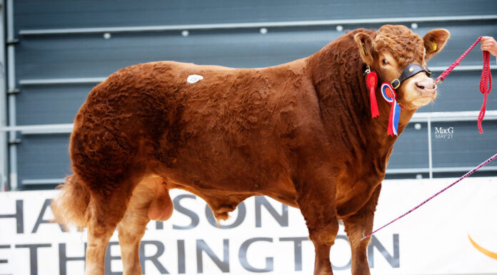 EVERPARK PARTYLIGHT SHINES BRIGHT AT 50,000gns
