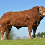 Headlining the Ballymena BLCS Spring Sale was Ballyrobin Rockstar Fetching 6,500gns