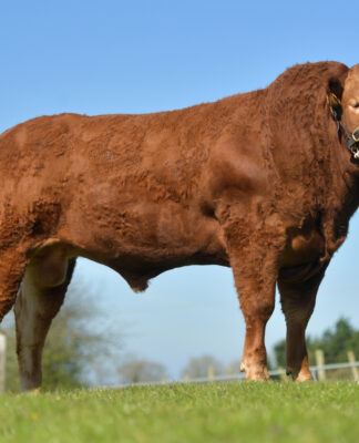 Headlining the Ballymena BLCS Spring Sale was Ballyrobin Rockstar Fetching 6,500gns