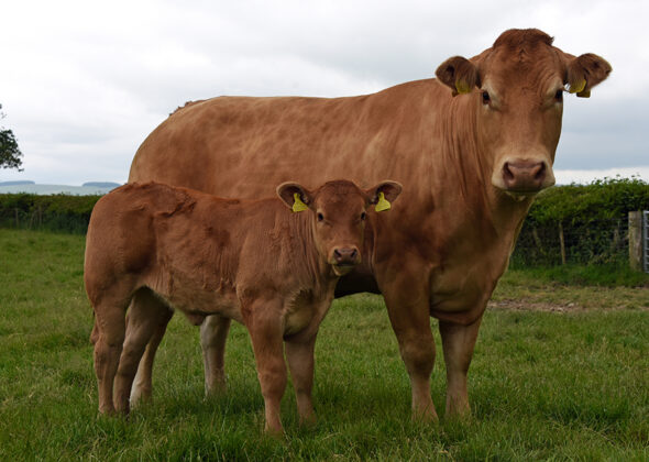 BEULAH HERD OPEN DAY – FARM FEATURE | British Limousin Cattle Society