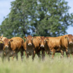 Procters Dispersal Sale Catalogue