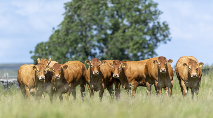 Procters Dispersal Sale Catalogue