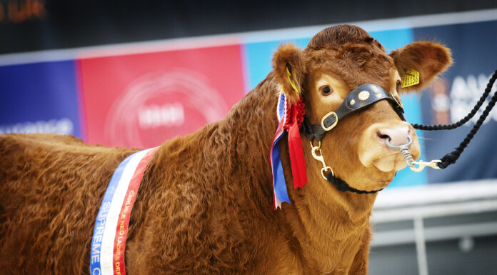 RED LADIES AND WEANED CALF SALE REPORT