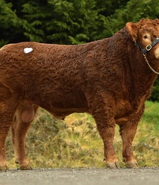 Dungannon Feb 2022 Bull and Female Sale Catalogue