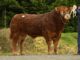Dungannon Feb 2022 Bull and Female Sale Catalogue