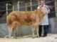 £5,350 LIMOUSIN TOPS BRECON POTENTIALS