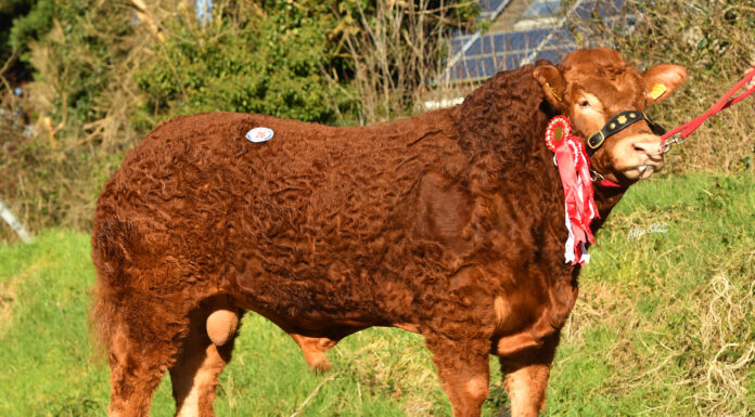 BALLYROBIN REDBULL SOARS TO 10,600GNS SETTING RECORD PRICE AT DUNGANNON