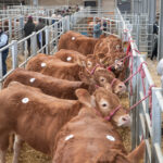 Females-lined-up