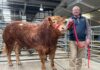 South West Limousin Spring Sale at Exeter – Bulls to £5,250