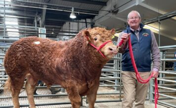 South West Limousin Spring Sale at Exeter – Bulls to £5,250