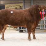 Overall-Champion-Woodmarsh-Rubel-4400gns-1