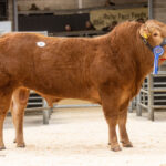 Reserve-Overall-Champion-Woodmarsh-Roman-7000gns