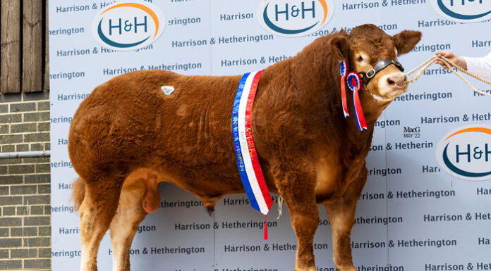 Graiggoch Rambo Smashes Pedigree Limousin Bull World Record at 180,000gns
