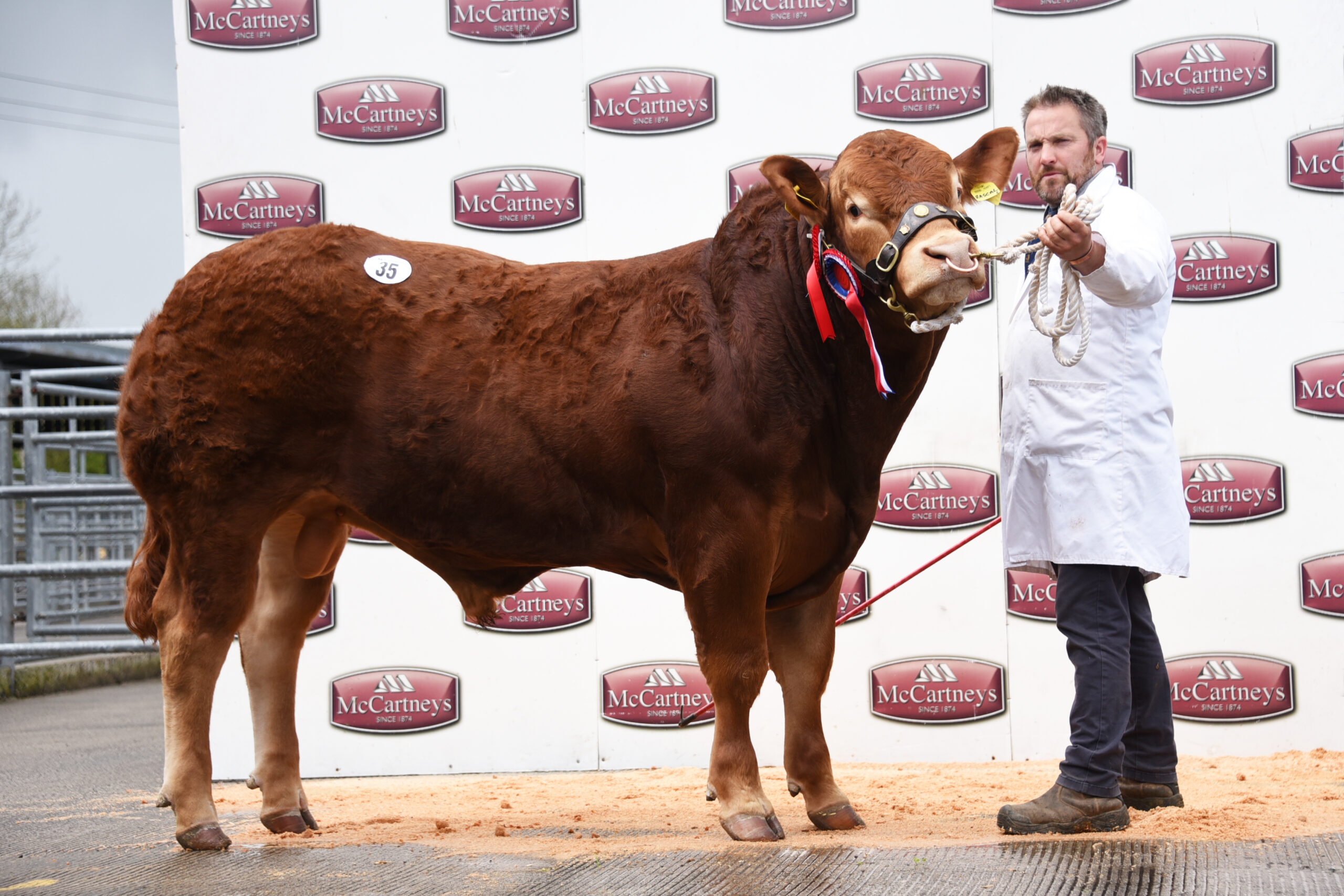 Brecon Bull and Female May 2022 Catalogue Out Now! | British Limousin  Cattle Society