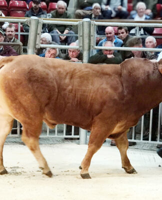 Co. Durham bull hits 5,800gns top price at big Craven Limousin Day showcase