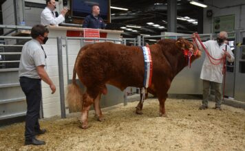 Holsworthy Show and Sale 25th May 2022