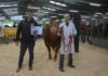 £4,200 achieved for the Killerton and Nealford Herds at the South West Limousin May Show & Sale at Holsworthy 27 May 2022