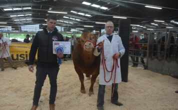 £4,200 achieved for the Killerton and Nealford Herds at the South West Limousin May Show & Sale at Holsworthy 27 May 2022