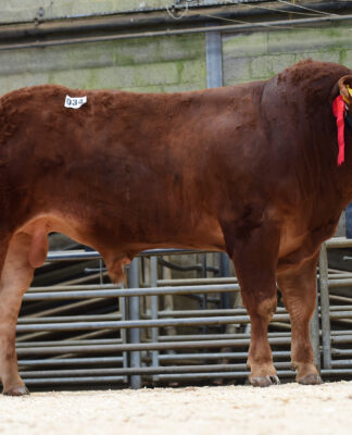 10,000GNS Larkhill Rembrandt the Limousin leader at Ballymena