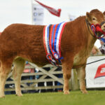 JALEX LIMOUSINS TAKE HOME THE HONOURS FOR THE SECOND YEAR IN A ROW AT BALMORAL SHOW