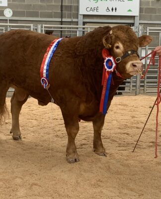 North East Limousin Club Sale – Saturday 21st May 2022