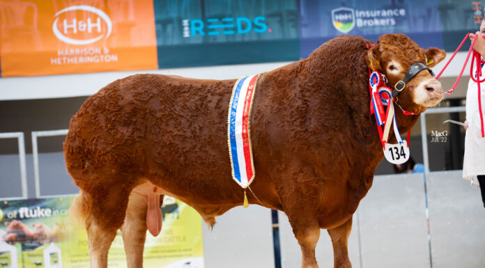 FIVE DECADES OF GENETICS TO THE FORE AT LIMOUSIN SOCIETY’S 50TH ANNIVERSARY SHOW