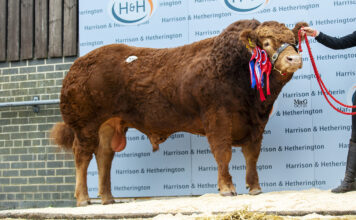 Carlisle October Bull Sale Catalogue