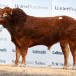 Stirling October Bull and Female Sale Catalogue