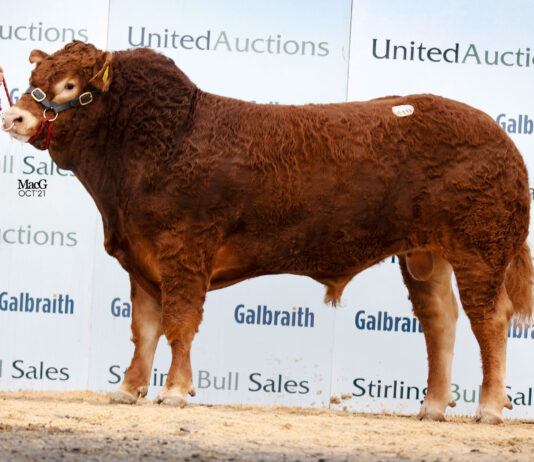 Stirling October Bull and Female Sale Catalogue