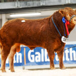 581-Burnbank-Sergeant-12,000gns-7324