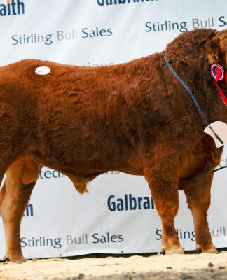 Strong commercial demand for Pedigree Limousins at Stirling October 2022 Sale