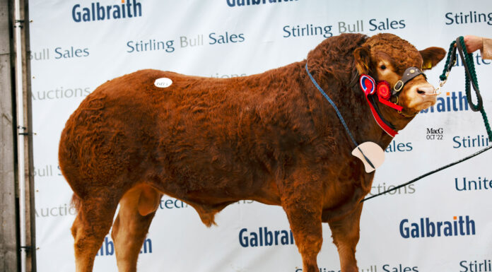 Strong commercial demand for Pedigree Limousins at Stirling October 2022 Sale