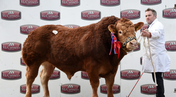 Brecon Bull and Female Sale Catalogue November 2022