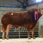 TOP PRICE AT THE LIMOUSIN AUTUMN SALE IN DUNGANNON SHARED BY CARMORN & CLARAGH HERDS.