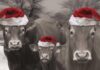 MERRY CHRISTMAS AND A HAPPY NEW YEAR FROM ALL AT BRITISH LIMOUSIN!