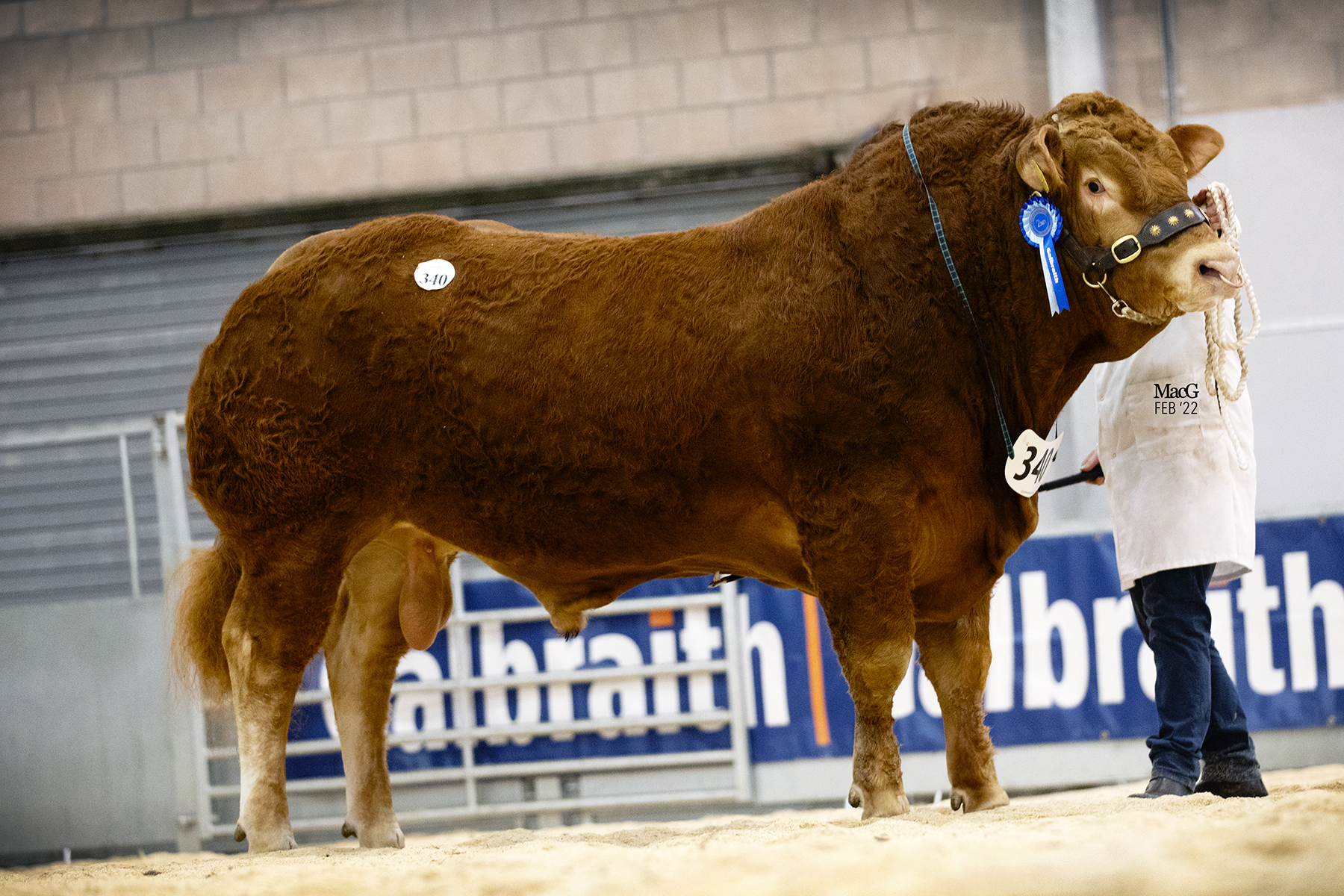 Stirling Sale Catalogue Feb 2023 Out Now! British Limousin Cattle Society