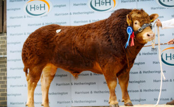 Trade was spot on for Easegillhead Limousins at Carlisle.