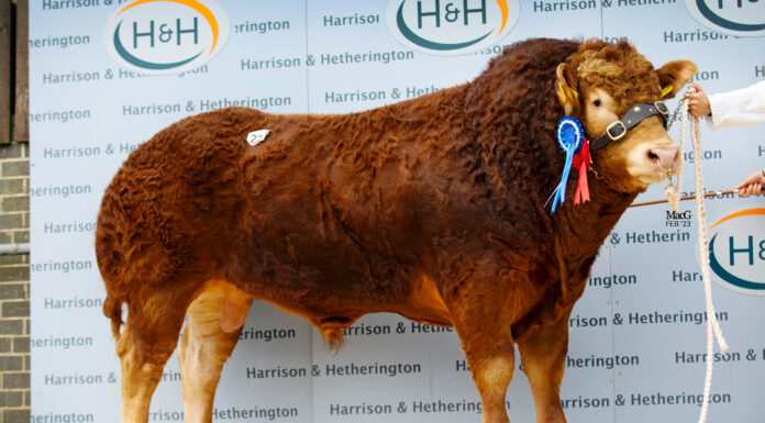 Trade was spot on for Easegillhead Limousins at Carlisle.