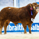 Elrick Shogun tops the sale at 15,000gns on home turf.