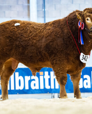 Elrick Shogun tops the sale at 15,000gns on home turf.