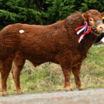 Champion leads Dungannon Limousin line-up at 8,500gns
