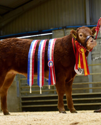 Scottish judge impressed by Limousin ‘Rising Stars’