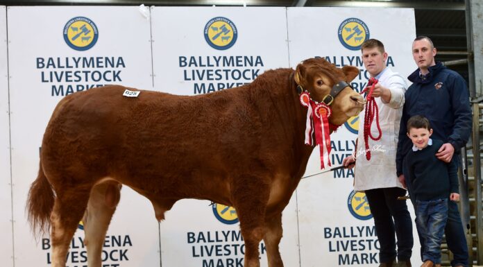 Champion sets 13,000gns Limousin record in NI