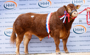 Strong Demand for Limousin Unabated at Carlisle May Sale