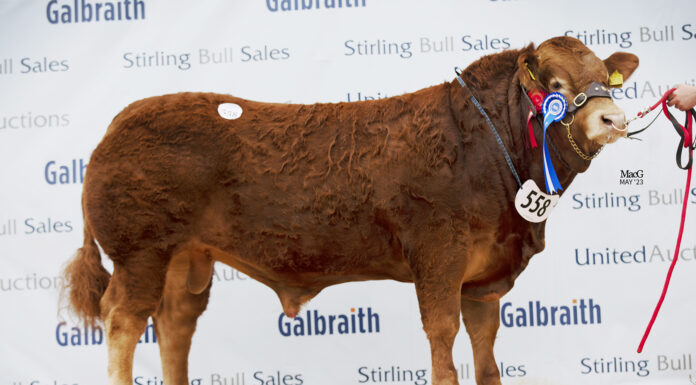 Anside Santa Pulls a Cracker, Leading Incredible Trade at the Stirling May Sale