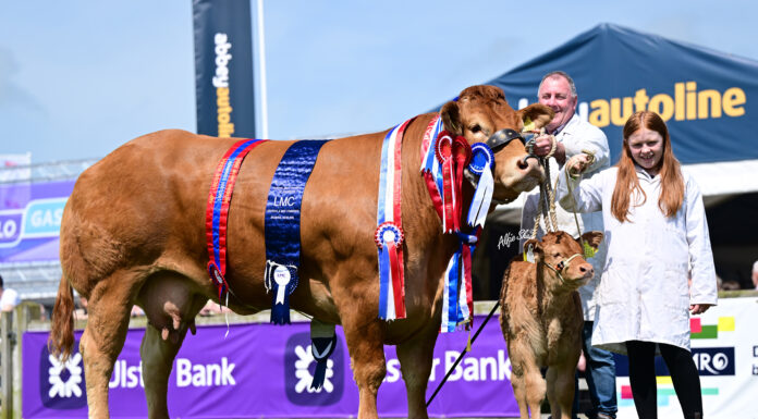 Naughtyspice leads Limousin line-up at 154th Balmoral Show