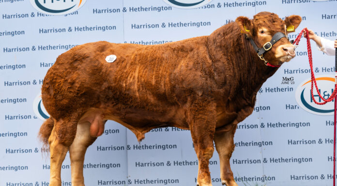 Strong Average at Limousin June Bull Sale